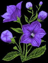 Image of violets.gif